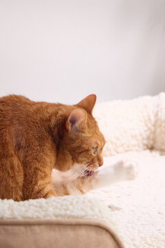 Ginger tabby cat relaxing on a soft bed in a bright home interior. Warm tones and gentle daylight create an inviting commercial pet lifestyle portrait.