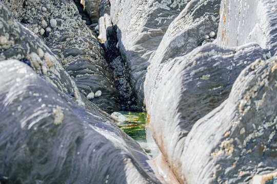 Close up of rugged coastal rock formation with barnacles and a small green tide pool in a deep crevice during low tide under bright natural sunlight