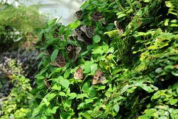 Brown butterflies with circular eye spots overlap their wings while resting on glossy vine leaves and fern fronds. Bright sunlight highlights wing texture and natural camouflage in garden-like habitat © Broker_Aleksandr