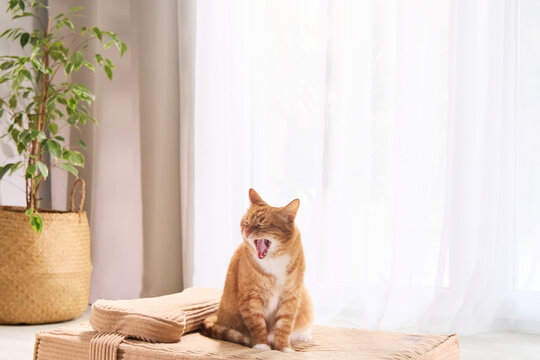 Ginger tabby cat sitting on a cardboard scratching bed in a bright home. Minimal interior and soft daylight create a modern pet lifestyle image.