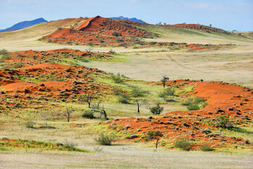 namib desert after the rain with spots of green vegetation        © meyblume