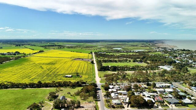 Milang, South Australia &ndash; 4K aerial drone view of vibrant yellow canola fields, green farmland, country roads, rural township, residential houses beside Lake Alexandrina in spring