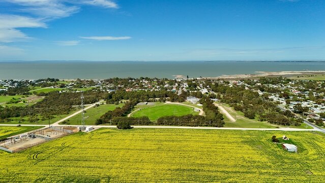 Milang, South Australia &ndash; 4K aerial drone view of vibrant yellow canola fields, green farmland, country roads, rural township, residential houses beside Lake Alexandrina in spring