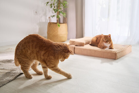 Ginger tabby cat walking across a bright modern living room near a cardboard scratcher. Warm daylight and minimalist decor create a natural indoor lifestyle scene.