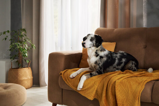 Mixed breed canine watches its surroundings while seated on a brown sofa. Warm blanket and soft daylight create a comfortable lifestyle scene about companionship and home pets.