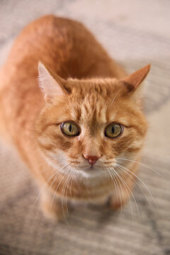 Ginger tabby cat looking directly into the camera in a warm home environment. Bright eyes and soft fur create an engaging commercial pet portrait.