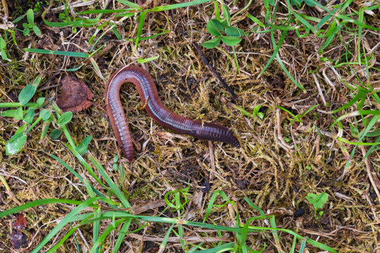 Useful Earthworm in the Nature 