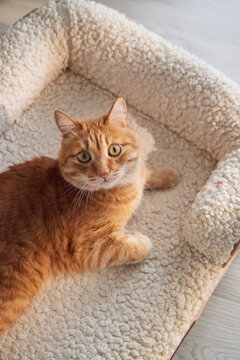 Ginger tabby cat resting comfortably on a plush pet bed in a cozy home. Soft textures and warm daylight create a peaceful lifestyle scene for modern pet care concepts.
