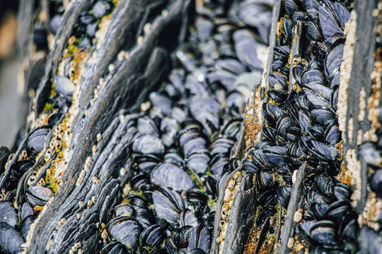 Macro closeup of wild blue mussels and barnacles growing on dark layered coastal rocks