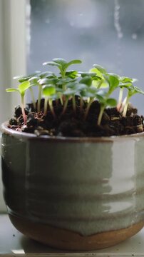 Vertical video: Moving camera revealing glazed pot and seedlings on painted sill, showing wet glass