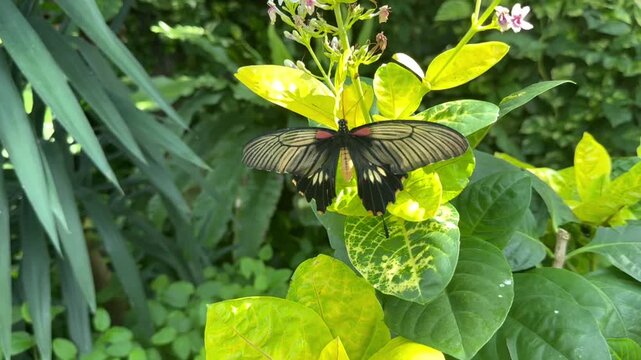 Large dark butterfly perches with wings fully open on glossy variegated shrub, showing pale cream wing veins, red patches near body, and orange accents beside small white and pink buds in bright