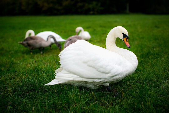 White swan standing on green grass with several other swans in the background