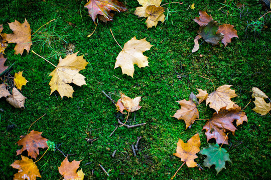 Colorful fallen autumn leaves scattered on green moss on a forest floor