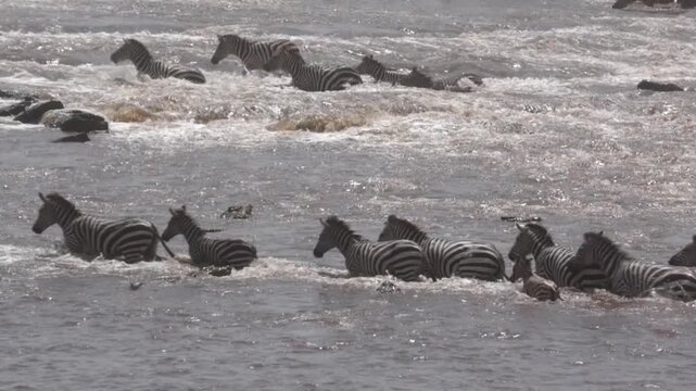 Herd of zebras migrating across the Mara River past crocodiles.