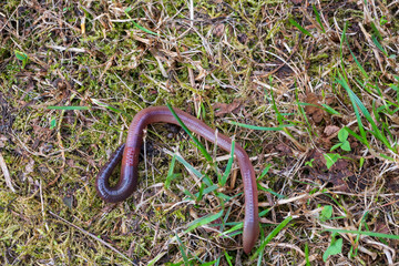 Fototapeta premium Useful Earthworm in the Nature 