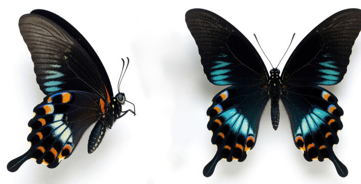 Two views of pipevine swallowtail butterfly with iridescent blue hindwings and orange spots. This black insect shows wing detail on white backdrop. Perfect for nature art.