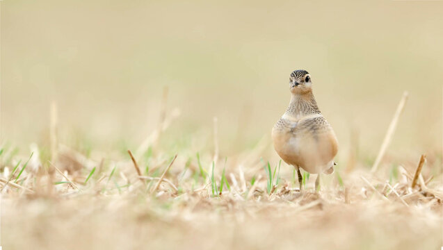 Eurasian Dotterel juvenile facing camera on dry arable field