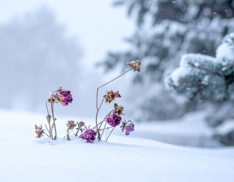 fiori