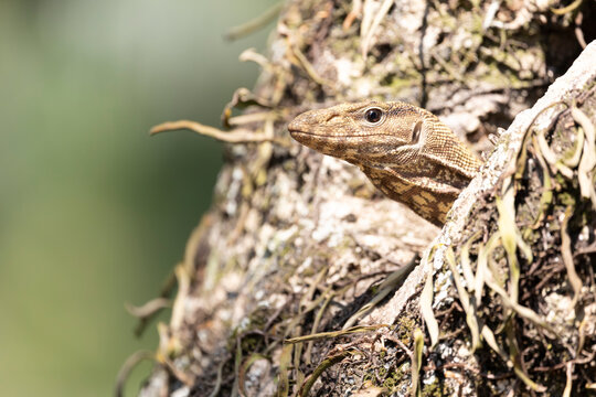 Wild Lizard Camouflaged on Moss-Covered Tree Bark in Tropical Fo