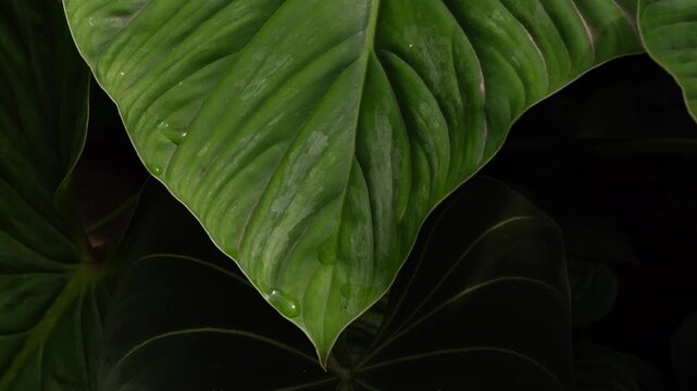 close up view Philodendron plowmanii leaves inside a tropical garden, glossy green leaves with brighter green veins, pinkish petioles, 4k footage,heart leave indoor plants, nature vibe	