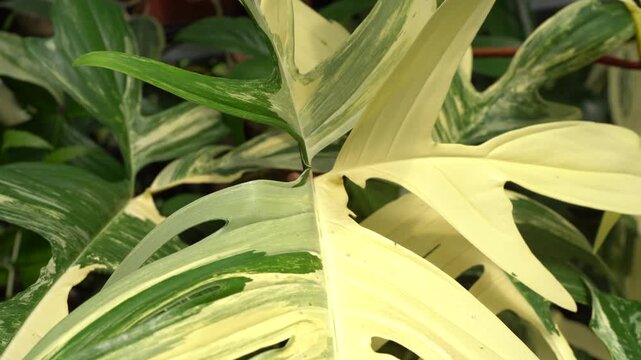 close up Philodendron florida beauty leaves, beautiful variegated pattern, tropical plants, indoor garden, moving under strong winds	
