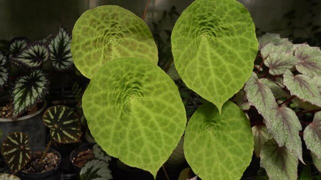 close up view of Begonia leaves, showing its beautiful vibrant color with unique polka dots leave pattern and texture, tropical pattern, greenery vibe, beautiful indoor plants, bird chipping sounds	
