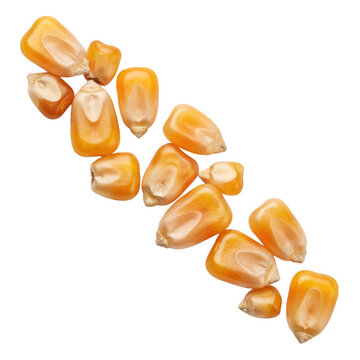 A scattered collection of dried yellow corn kernels arranged diagonally isolated on a transparent background
