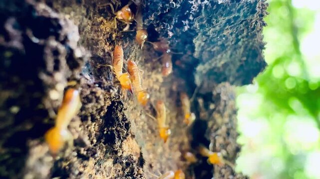 Macro footage of termites swarming on a decaying tree trunk outdoors, highlighting pest infestation, insect behavior, termite colony control, and natural timber destruction concept.