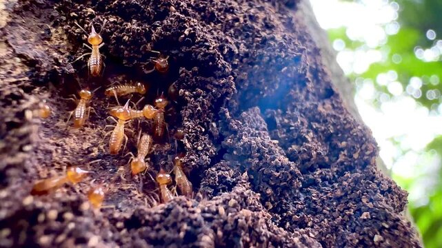 Macro footage of termites swarming on a decaying tree trunk outdoors, highlighting pest infestation, insect behavior, termite colony control, and natural timber destruction concept.