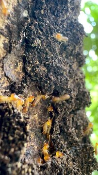 Macro footage of termites swarming on a decaying tree trunk outdoors, highlighting pest infestation, insect behavior, termite colony control, and natural timber destruction concept.