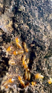 Macro footage of termites swarming on a decaying tree trunk outdoors, highlighting pest infestation, insect behavior, termite colony control, and natural timber destruction concept.