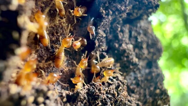 Macro footage of termites swarming on a decaying tree trunk outdoors, highlighting pest infestation, insect behavior, termite colony control, and natural timber destruction concept.