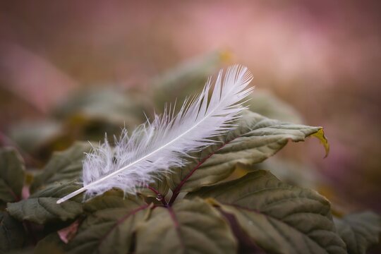 Single white feather lying on green leaves with delicate background contrast seasonal botanical wildlife lightweight close-up daylight softness woodland environment stillness floating