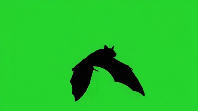 Realistic flying bat silhouette 4k 60fps green screen.
