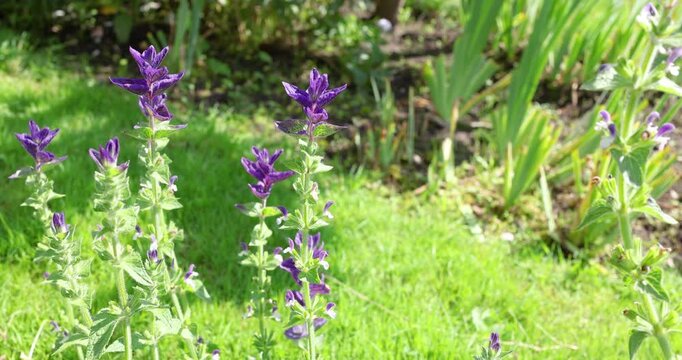 Salvia viridis clary sage plant with purple bracts blooming in sunny countryside cottage garden. Beautiful biofilic wildflower closeup against green grass country lifestyle blurred background.