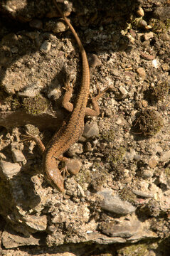 Wall lizard (Lacetra muralis) in Berschis, Swiss Canton of Sankt Gallen