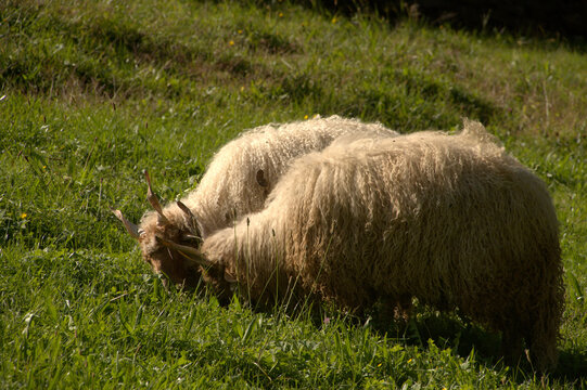 Hungarian Racka sheep in Berschis, Swiss Canton of Sankt Gallen