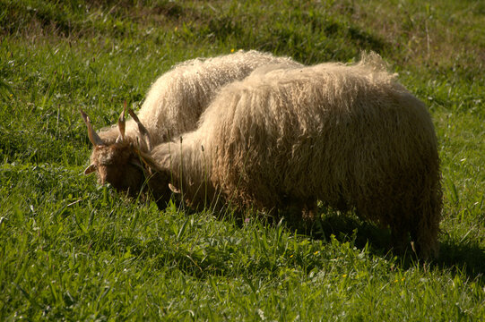 Hungarian Racka sheep in Berschis, Swiss Canton of Sankt Gallen