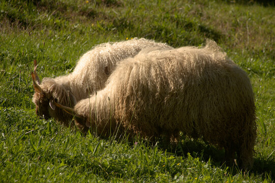 Hungarian Racka sheep in Berschis, Swiss Canton of Sankt Gallen