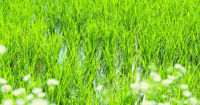青々とした水田と田園風景