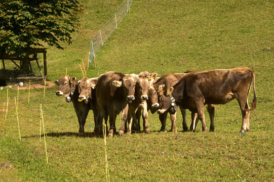Swiss Brown cows in Berschis ,Canton of Sankt Gallen