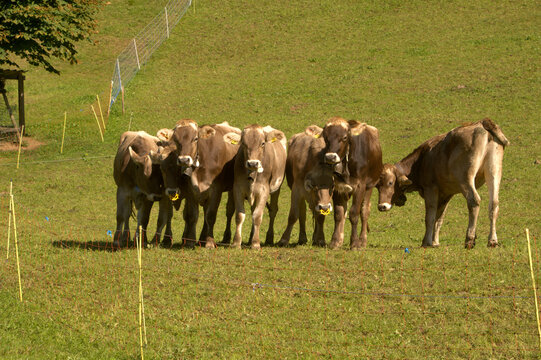 Swiss Brown cows in Berschis ,Canton of Sankt Gallen