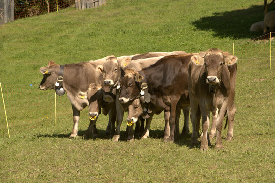 Swiss Brown cows in Berschis ,Canton of Sankt Gallen