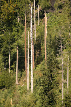 Standing dead wood among conifers in Alpine forest