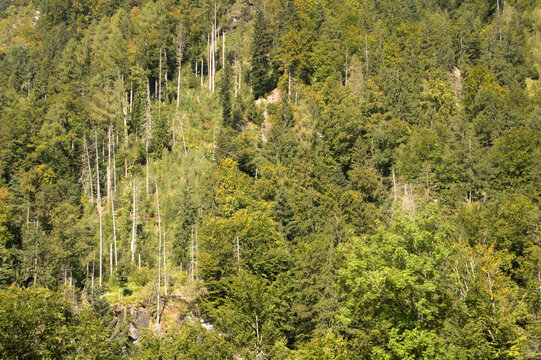 Standing dead wood among conifers in Alpine forest