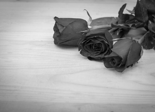 Black and white roses on wooden surface background with copy space for sympathy or romance concept.