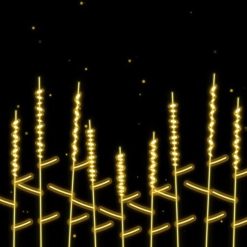 Wheat Stalks Illustration with Golden Glow Against a Dark Background. Minimalist Design, Botanical Art, Harvest Concept.