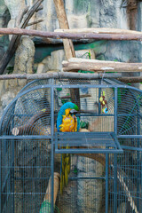 Blue and yellow macaw sits inside a metal cage surrounded by branches in an animal enclosure. Concept of captive wildlife, exotic bird keeping, animal welfare and conservation. © Natallia