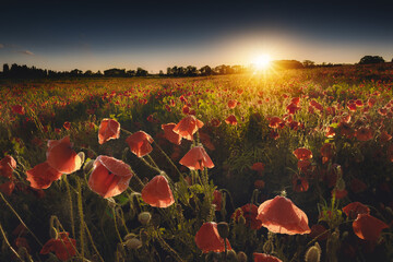 Pole maków o zachodzie słońca - poppies © Radosław Dybała