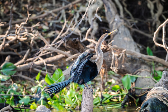 Anhinga perched on a stump with its tail fanned in the Pantanal